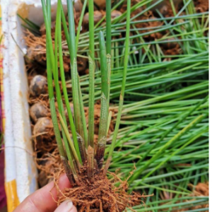 荸荠种苗 荔浦马蹄苗 农科院培育 优